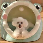 Green Frog Half-Enclosed Cat Bed - Soft Short Velvet Fabric with Sponge + PP Cotton Filling, S Size (28x28x30cm)
