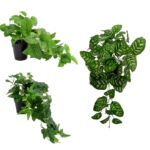 Set 3 Artificial Peacock in Pot Assort 38cm