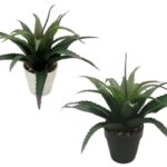 Set 2 Aloe Vera Plant In Plastic Pot 7x25cm