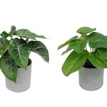 Set 2 Artificial Syngonium & Pilea In Plastic Pot 7x17cm