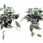 Set 2 Artificial Inch Plant in Pot Assorted 23cm